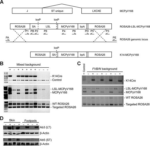 Figure 1. ROSA26-LSL-MCPyV168 targeted knockin design and expression in stratified squamous epithelium. A, MCPyV168 undergoes alternative splicing to yield wild-type ST and truncated LT that contains the LXCXE motif. The ROSA26-LSL-MCPyV168 targeting construct recombined with the ROSA26 genomic locus. K14Cre recombinase-mediated excision of the loxP-stop-loxP cassette results in expression of MCPyV168. Arrows, name and approximate position of primers used for ES clone screening and mice genotyping (Table 1). SA, splice acceptor; LSL, loxP-stop-loxP; bpA, bovine polyadenylation sequence. B, PCR genotyping of neonates from a single litter on mixed background with results visualized by agarose gel electrophoresis. C, PCR genotyping of 3-week-old pups on the FVB/N genetic background. D, adult skin and footpads were harvested from the mice shown in C and were analyzed with antibodies specific to MCPyV LT (Ab3), ST (Ab5), and β-actin. +, K14Cre-MCPyV168 mice positive for Cre recombinase; −, Cre-negative ROSA26-LSL-MCPyV168 control mice.