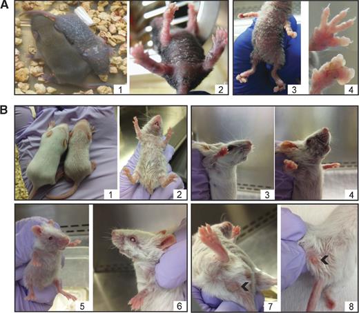 Figure 2. Gross epithelial phenotypes of K14Cre-MCPyV168 mice. A, phenotypes observed on the mixed genetic background. Panel 1, skin phenotypes are shown on a Cre-negative ROSA26-LSL-MCPyV168 mouse on the left and on a Cre-positive K14Cre-MCPyV168 littermate on the right on postnatal day 8. Panel 2, skin phenotypes present on a K14Cre-MCPyV168 mouse at postnatal day 18. Panel 3, representative images of blisters on the footpads of 18 day-old K14Cre-MCPyV168 mice on the mixed genetic background are shown. Panel 4, shown are enlarged images of representative footpad blisters on K14Cre-MCPyV168 mice. B, phenotypes observed on the FVB/N genetic background. Panel 1, skin phenotypes on a Cre-negative ROSA26-LSL-MCPyV168 mouse on the left and on a Cre-positive K14Cre-MCPyV168 littermate on the right on postnatal day 8 are shown. Panel 2, skin phenotypes observed on a K14Cre-MCPyV168 at postnatal day 18. Whiskers of a ROSA26-LSL-MCPyV168 adult mouse (panel 3) compared with the whiskers of a K14Cre-MCPyV168 adult mouse (panel 4). Representative images of eye phenotypes observed on K14Cre-MCPyV168 mice include small eye size (panel 5) and cataract development (panel 6). Two representative papillomas are shown on the skin of K14Cre-MCPyV168 mice and are indicated by arrowheads in panels 7 and 8.