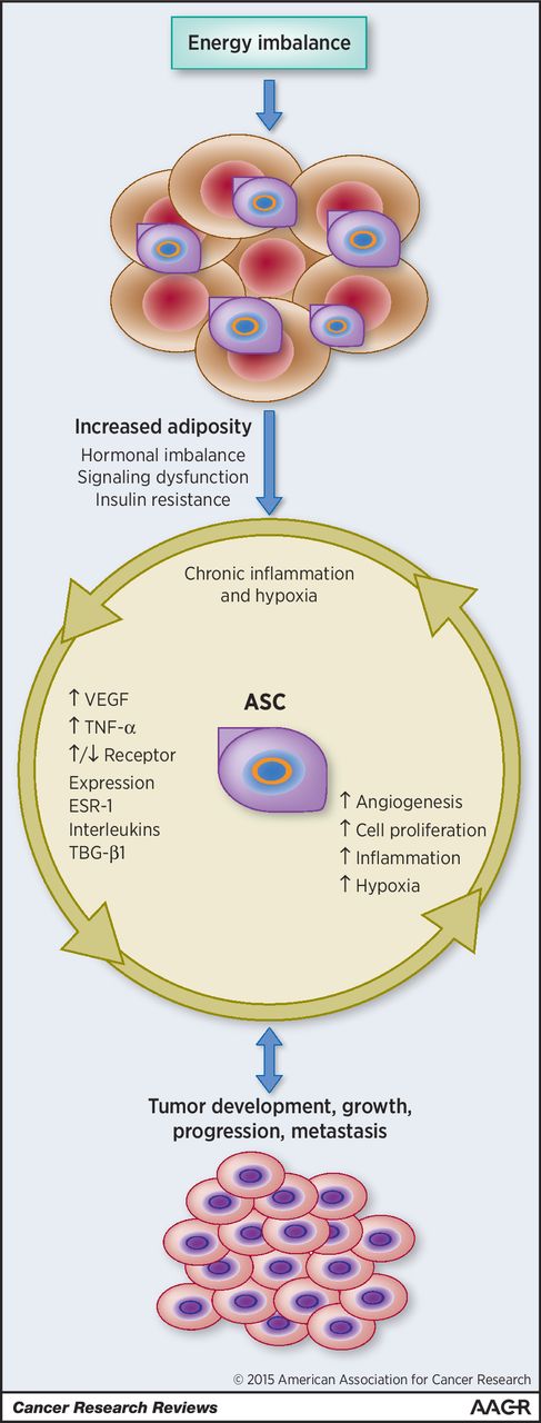 Figure 2. Conceptual framework of the relationship between increasing adiposity, adipose-derived stem cells with associated mechanisms, and cancer development, growth, progression, and metastasis.