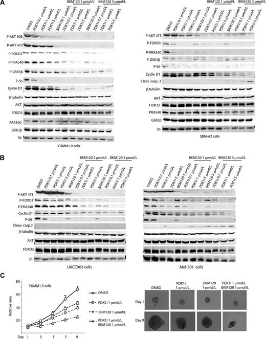 Figure 6. PDK1 and PI3K/mTOR inhibitors synergize to suppress melanoma cell growth. A, Western blot analysis of the indicated proteins in YUMM1.9 and SBM-A2 cells treated for 24 hours with 0.1, 1, or 5 μmol/L of GSK2334470 (PDK1i) in the presence or absence of 1 or 3 μmol/L of the dual PI3K/mTOR inhibitor BKM120. B, Western blot analysis of the indicated proteins in the human melanoma cell lines UACC903 and Mel501 treated with 0.1, 1, or 5 μmol/L of GSK2334470 (PDK1i) in the presence or absence of 1 or 3 μmol/L of BKM120. C, growth of YUMM1.5 spheroids treated with the indicated concentrations of GSK2334470 (PDK1i) and BKM120 alone or in combination. Relative areas were calculated as described for Fig. 2. Values are the mean ± SEM of ≥6 spheroids per group.