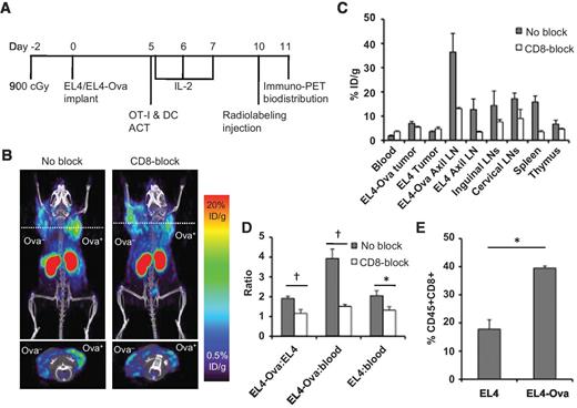 Figure 3. Anti-CD8 immuno-PET of 89Zr-malDFO-169 cDb in the OT-I adoptive T-cell therapy model. A, C57BL/6 mice bearing s.c. EL4 and EL4-Ova tumors received the full protocol of myelodepletion (900 cGy) with hematopoietic stem cell (HSC)/BM transplantation, adoptive OT-I T cell transfer followed by OVA-pulsed DC vaccination and high dose IL2. B, representative immuno-PET images at 22 hours after injection of 89Zr-malDFO-169 cDb of unblocked and CD8-blocked mice bearing EL4-Ova and EL4 tumors 5 days after adoptive OT-I T cell transfer. Coronal images are presented as 25 mm maximum intensity projections and transverse images are presented as 2 mm maximum intensity projections. C, ex vivo biodistribution at 22 hours after injection of 89Zr-malDFO-169 cDb of unblocked and CD8-blocked mice bearing EL4-Ova and EL4 tumors (n = 3 per group). Full biodistribution analysis is in Supplementary Table S2. D, ratios of EL4-Ova:EL4, EL4-Ova:blood, and EL4:blood of unblocked and CD8-blocked mice from ex vivo biodistribution analysis. E, flow cytometry analysis of tumors harvested 5 days after adoptive T-cell therapy was used to determine the percentage of CD45+CD8+ T cells in the antigen-positive EL4-Ova tumor versus the antigen-negative EL4 tumor (n = 3). *, P < 0.05; †, P < 0.005.