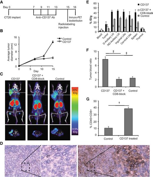 Figure 4. Anti-CD8 immuno-PET of 89Zr-malDFO-169 cDb in the CT26/anti-CD137 immunotherapy model. A, Balb/c mice bearing s.c. CT26 tumors were treated with anti-CD137 therapy every other day for four treatments and anti-CD8 immuno-PET was acquired on day 16 after tumor implantation. B, tumor growth curves of CD137 treated and untreated mice (average tumor diameter). C, on day 8 after immunotherapy initiation, CD137-treated mice, CD137-treated/CD8-blocked mice, and control mice (no anti-CD137 therapy) were injected with 89Zr-malDFO-169 cDb and immuno-PET images were acquired at 22 hours after injection. D, CD8 IHC of untreated CT26 tumors or anti-CD137-treated CT26 tumors indicate the presence of increased CD8+ tumor-infiltrating lymphocytes. E, ex vivo biodistribution at 22 hours after injection of 89Zr-malDFO-169 cDb of CD137-treated mice, CD137-treated/CD8-blocked mice, and control mice (n = 3 per group). Full biodistribution analysis is in Supplementary Table S3. F, tumor-to-blood ratios of CD137-treated mice, CD137-treated/CD8-blocked mice, and control mice. G, flow cytometry analysis of tumors harvested on day 15 was used to determine the percentage of CD45+CD8+ T cells in the CT26 tumors (n = 3). †, P < 0.005; ‡, P < 0.0005.