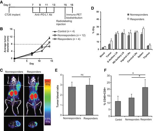 Figure 5. Anti-CD8 immuno-PET of 89Zr-malDFO-169 cDb in the CT26/anti–PD-L1 immunotherapy model. A, Balb/c mice bearing s.c. CT26 tumors were treated with anti–PD-L1 therapy every other day for four treatments and anti-CD8 immuno-PET was acquired on day 16 after tumor implantation. B, tumor growth curves of control (no anti–PD-L1 therapy), partial responders to anti–PD-L1 therapy (tumor < 8 mm average diameter), and nonresponders to anti–PD-L1 therapy (tumor > 8 mm average diameter)-treated and untreated mice (average tumor diameter). C, representative 89Zr-malDFO-169 cDb immuno-PET images acquired at 22 hours after injection of anti–PD-L1 responding and nonresponding mice. D, ex vivo biodistribution at 22 hours after injection of 89Zr-malDFO-169 cDb of anti–PD-L1–responding and -nonresponding mice (n = 3–4 per group). Full biodistribution analysis is in Supplementary Table S4. E, tumor-to-blood ratios of anti–PD-L1–responding and -nonresponding mice. F, flow cytometry analysis of tumors harvested on day 15 was used to determine the percentage of CD45+CD8+ T cells in the CT26 tumors in control, anti–PD-L1–responding, and anti–PD-L1–nonresponding mice (n = 4–5). *, P < 0.05.