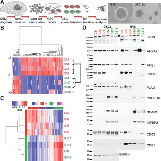 Figure 1. Heterogeneity of GSCs is mirrored by the diversity of EV protein composition. A, workflow depicting isolation of GSCs from primary tumors for GSC culture and proteomic analysis of EVs (left). Representative micrographs of GSC spheroids (middle) and GSC EVs (right). B, the GSC EV proteome profile distinguishes P (green) from M (red) GSC subtypes. Proteins sets that vary coherently between subtypes were identified by clustering. C, the GSC EV proteome profile separates P and M glioblastoma subtypes. Genes coding for proteins sets that vary coherently between GSC subtypes (classical, C, blue; mesenchymal, M, red; proneural, P, green; neural, N, magenta) from 89 protein signatures were retrieved from TCGA GBM dataset and identified by clustering: power of prediction of top six genes is shown. D, the GSC EV proteome content partially mimics cellular expression. Selected protein sets were validated by Western blotting using indicated antibodies, *, specific band on FASN blot.