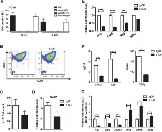 Figure 3. Anti-IL6 treatment changes the lung microenvironment in K-ras–induced lung tumors. A, total inflammatory cell and lineage-specific leukocyte numbers from BALF of CC-LR mice at the age of 14 weeks after IgG1 (n = 5) or IL6 blockade (n = 8). B, representative flow cytometry analysis of (live/CD45+) alveolar macrophage population (CD11c+F4/80+) in BALF of CC-LR mice after IgG1 (n = 4) or IL6 blockade (n = 6) at the age of 14 weeks. C, total (CD11c+F4/80+) cell number in BALF of CC-LR mice after IgG1 (n = 4) or IL6 blockade (n = 5) at the age of 14 weeks. D, relative expression of Ccl2 mRNA in whole lungs from CC-LR mice after IgG1 (n = 4) or IL6 blockade (n = 5) at the age of 14 weeks. E, relative expression of type 2 macrophage mRNA signature in BALF cells from CC-LR mice after IgG1 (n = 3) or IL6 blockade (n = 3) at the age of 14 weeks. F, ELISA analysis on BALF of CC-LR mice after IgG1 (n = 3) or anti-IL6 treatment (n = 3) at the age of 14 weeks. G, relative expression of IL17, Tgfb, Foxp3, Infg, Gzmb, and Tbx21 mRNA in whole lungs of CC-LR mice at the age of 14 weeks after IgG1 (n = 4) or IL6 blockade (n = 5), normalized by Cd45 expression (data represent means ± SEM; *, P < 0.05; **, P < 0.005; ****, P < 0.001). WBC, white blood cell.