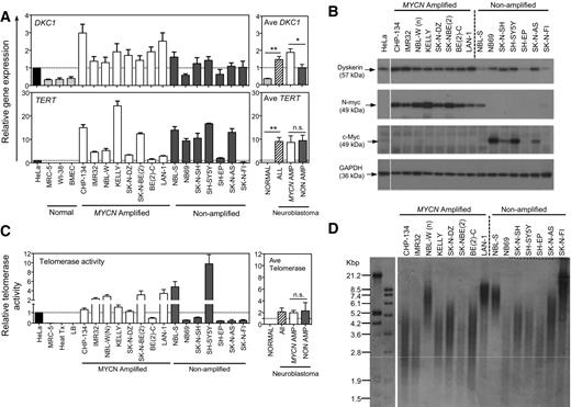 Figure 1. Expression of DKC1, TERT, and telomerase enzyme activity in neuroblastoma cell lines. A, DKC1 and TERT gene expression in neuroblastoma cell lines determined by quantitative real-time PCR (qRT-PCR) analysis. Values are mean ± SEM from three to five independent assays, with duplicates in each assay. **, P < 0.01; *, P < 0.05; n.s., not significantly different in Mann–Whitney test. B, representative immunoblot analysis showing dyskerin, N-Myc, and c-Myc protein, with GAPDH as a loading control. The vertical white line indicates rearrangement of the image for presentation purposes. C, telomerase enzyme activity measured using the telomeric repeat amplification protocol (qTRAP). Heat-Tx, heat-treated SK-N-SH lysate; LB, lysis buffer with no sample. Values are mean ± SEM from three independent assays, with duplicates in each assay. The graph at the right shows mean telomerase activity in subgroups of the cells. D, telomeric restriction fragment length analysis of telomere length in neuroblastoma cell lines.