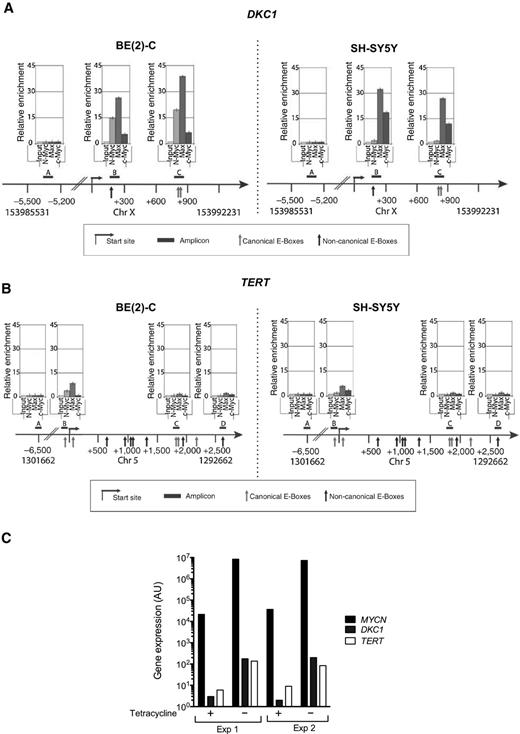 Figure 2. The DKC1 gene is a target of MYC-family oncoproteins in neuroblastoma cells. ChIP was performed to assess binding of N-Myc and c-Myc proteins to the promoters of DKC1 (A) and TERT (B) in BE(2)-C (left schemes) and SH-SY5Y (right schemes). Schemes beneath each graph represent human DKC1 and TERT promoters showing the canonical and noncanonical E-box sites, and positions of the PCR amplicons (A–C). Values represent mean ± SEM from three independent experiments. C, qRT-PCR analysis of MYCN, DKC1, and TERT expression in SHEP-TET21/N cells previously transfected with a MYCN vector induced by tetracycline withdrawal.