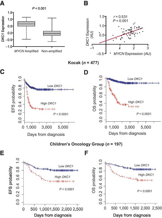 Figure 3. High DKC1 expression is a marker of poor prognosis in neuroblastoma. A, DKC1 expression in neuroblastoma tumor samples with (n = 71) and without (n = 405) MYCN amplification. The graph shows log-transformed, zero-centered expression levels obtained from microarray dataset (Kocak cohort; ref. 28). Boxes indicate 25th to 75th percentiles and whiskers illustrate minimum to maximum values. P value from two-tailed Mann–Whitney tests. B, correlation between DKC1 and MYCN expression in tumors from the Kocak cohort with MYCN amplification. r is Spearman coefficient and P value from two-tailed correlation tests. C–F, Kaplan–Meier curves showing the probability of EFS and OS for the Kocak (C and D) and Children's Oncology Group (E and F) cohorts. Values were dichotomized into ‘high’ and ‘low’ DKC1 expression around the upper quartile.
