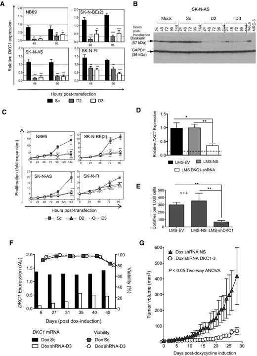 Figure 4. Downregulation of dyskerin suppresses neuroblastoma cell proliferation in vitro and tumor growth in mice. A, qRT-PCR analysis of DKC1 expression in neuroblastoma cells transfected with siRNAs targeting DKC1 mRNA (D2 and D3) or a control oligonucleotide (Sc). Values are mean ± SEM from three to five independent transfections. Upper and lower horizontal dotted line indicate DKC1 expression in HeLa and normal MRC5 myofibroblasts, respectively. B, immunoblot ofdyskerin protein in a representative experiment where SK-N-AS cells were transfected with siRNA. C, proliferation of siRNA-transfected cells. Values are mean ± SEM from three to seven independent transfections, quantified as expansion. D, SK-N-BE(2) cells were transduced with retroviral vectors that constitutively express shRNA targeting dyskerin mRNA (LMS-DKC1 shRNA), nonsilencing control shRNA (LMS-NS), or GFP only (LMS-EV). qRT-PCR was performed on GFP+ cells within 15 days of transduction. Values are mean ± SEM from at least five independent assays. **, P < 0.01; *, P < 0.05 from Bonferroni multiple comparisons test. E, anchorage-independent growth in soft-agarose measured 2 weeks after transduction. Values are mean ± SEM from four independents experiments. **, P < 0.01, Holm–Sidak multiple comparisons test. F and G, SK-N-BE(2) cells were transduced with FH1t shRNA lentiviral vectors encoding shRNA under control of a doxycycline (dox)-inducible promoter. F, qRT-PCR analysis of DKC1 expression (left axis) and cell viability determined by Trypan blue (right axis) in cells cultured with or without doxycycline. Values are the average of duplicates at each time point. G, tumor growth in BALB/c nu/nu mice engrafted with FH1t-transduced SK-N-BE(2) cells (10 mice per group). P value, two-way ANOVA.