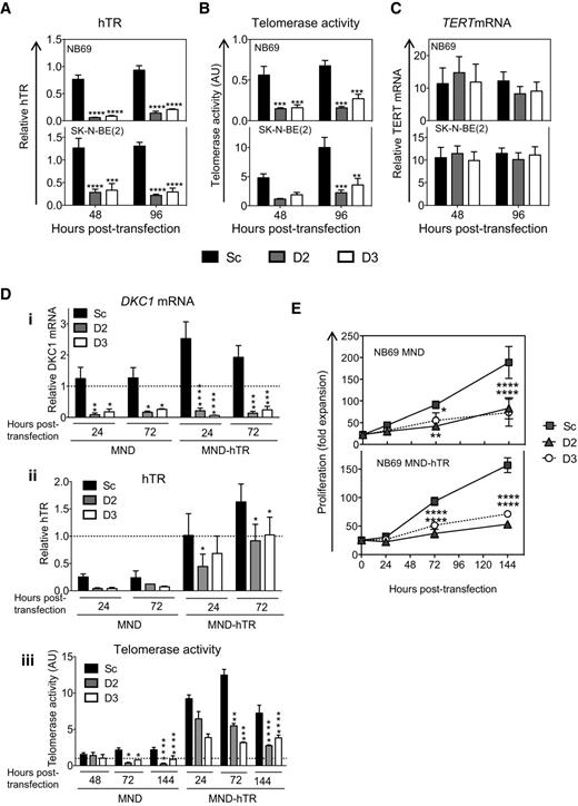 Figure 5. Proliferative arrest following repression of dyskerin does not require depletion of hTR or telomerase. siRNA-transfected NB69 and SK-N-BE(2) cells assayed for hTR by qRT-PCR (A), telomerase activity by qTRAP (B), and TERT mRNA by qRT-PCR 48 and 96 hours posttransfection (C). D and E, NB69 transduced with MND-hTR or an empty vector (MND), selected in Geneticin, and then transfected with siRNA. D, DKC1 mRNA (i) and hTR levels (ii) quantified by qRT-PCR. Telomerase activity measured by qTRAP (iii). E, proliferation expressed relative to cell number at the time of transfection. Values are mean ± SEM from three to five experiments. ****, P < 0.0001; **, P < 0.01; *, P < 0.05; two-way ANOVA with Bonferroni multiple comparison of D2 and D3 with Sc.