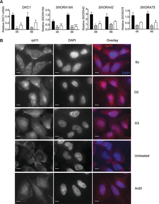 Figure 6. Depletion of dyskerin reduces availability of H/ACA snoRNAs and induces ribosomal stress. A, relative abundance of DKC1 mRNA and H/ACA snoRNAs (SNORA16A, SNORA42, and SNORA75) in siRNA-transfected cells determined by qRT-PCR. Values are mean ± SEM from three independent experiments. ***, P < 0.001; **, P < 0.01; *, P < 0.05; Holm-Sidak multiple comparison test of D2 and D3 with Sc. B, representative images from immunofluorescence staining of rpl11 in NB69 cells 96 hours after transfection with siRNA. Treatment with 5 nmol/L actinomycin D (ActD) for 24 hours was used as a positive control (bottom). Overlay images show rpl11 in red and nuclei in blue (DAPI stained). The size bar represents 10 μm.