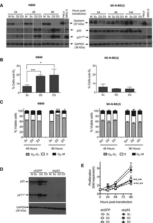 Figure 7. p53 is activated, but is not required for the proliferative impairment induced by dyskerin depletion. A, immunoblot analysis of dyskerin, p53, and p21cip1 in siRNA-transfected NB69 (left) and SK-N-BE(2) (right). M, mock-transfected cells. GAPDH was used as a loading control. The white vertical line indicates rearrangement of the image for presentation purposes. B and C, flow cytometric analysis of siRNA-transfected NB69 (left graphs) and SK-N-BE(2) (right graphs) stained with propidium iodide (B) sub-G1/G0 (dead and dying cells) and viable G1, S and G2–M phase cells (C). Bar graphs show mean ± SEM from four independent experiments. ***, P < 0.001; *, P < 0.05; Holm-Sidak multiple comparisons. D and E, NB69 transduced with retroviral vectors encoding p53 shRNA or GFP shRNA (control), then subjected to siRNA transfection. D, immunoblot analysis of transduced NB69 cells following transfection with siRNA. E, proliferation assessed using Trypan blue. Values are mean ± SEM from four independent experiments; ***, P < 0.001; **, P < 0.01, Bonferroni multiple comparisons test of D2 and D3 against Sc.