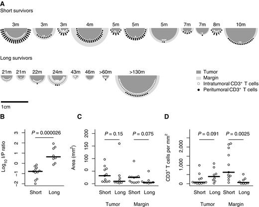 Figure 2. Strong CD3+ T-cell infiltration of primary tumors tissue correlates with long survival after DC vaccination. A, relative tumor size, size of peritumoral area, and CD3+ count for short and long survivors in the discovery cohort. Overall survival is shown above each tumor in months. Each large bullet point represents 1,000 T cells within the tumor (white) or in the peritumoral area (black). B, differences in intra/peritumoral CD3+ T-cell density ratio (I/P ratio) between long survivors (n = 8) and short survivors (n = 11). C, size of the tumor area (tumor) and tumor margin (margin) in the analyzed tissue samples for short and long survivors. D, peritumoral (margin) and intratumoral (tumor) CD3+ T-cell densities (CD3+ T cells/mm2) are shown separately for short and long survivors.