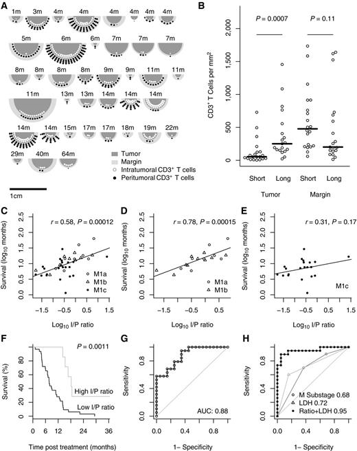 Figure 3. Validation of the I/P ratio as a predictor of survival after DC vaccination. A, relative tumor size, size of peritumoral area, and CD3+ count of all patients in the validation cohort. Overall survival is shown above each tumor in months. Each large bullet point represents 1,000 T cells within the tumor (white) or in the peritumoral area (black). B, peritumoral (margin) and intratumoral (tumor) CD3+ T-cell densities (CD3+ T cells/mm2) shown separately for short and long survivors. C–E, correlation between I/P ratio and overall survival are shown on a log–log scale for all patients (C), patients with substage up to M1b (D), and patients with substage M1c (E). F, survival of patients with low (<1, n = 33) and high (>1, n = 6) I/P ratios (P = 0.0011, log-rank test). G, AUC analysis for discriminating short survivors (bottom 50% survival times) and long survivors (top 50%) using the I/P ratio (AUC of 0.88). H, comparison with two other relevant prognostic markers. A combined logistic regression model incorporating the ratio and LDH achieves an AUC of 0.95 (M substage alone: 0.68; LDH alone: 0.72), which is no longer improved by also taking the M substage into account.