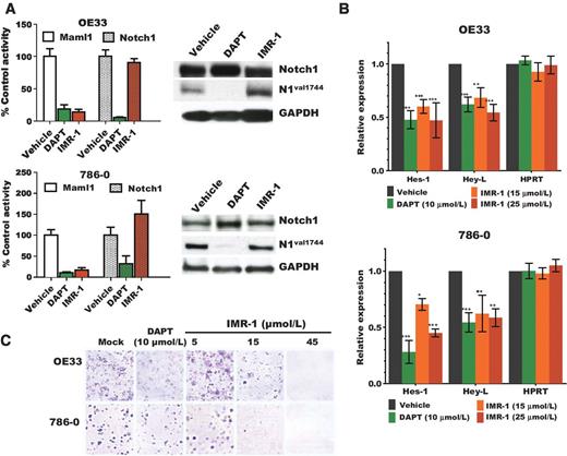 Figure 3. IMR-1 is an inhibitor of the Notch transcriptional activation complex. A, ChIP assay on the HES1 promoter using the indicated antibodies (left) following treatment of OE33 (top) and 786-0 cells (bottom) with DAPT (15 μmol/L), IMR-1 (25 μmol/L), or vehicle (DMSO) using GAPDH as loading control. Western blot analysis of Notch1 and cleaved Notch1 (N1Val1744) from cells used in ChIP assay (right). B, RT-qPCR analysis of Notch target genes (Hes-1, Hey-L) in treated OE33 and 786-0 cells (control gene: HPRT). Data are expressed as relative expression to vehicle control (set to 1). C, colony formation assay in Notch-dependent cell lines (OE33 and 786-0).