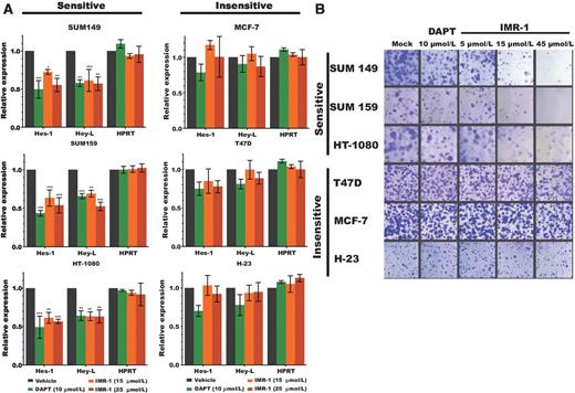 Figure 4. IMR-1 is a specific inhibitor of the Notch pathway. A, RT-qPCR analysis on Notch-dependent (left) and Notch-independent (right) cell lines. Notch dependence is based on sensitivity to DAPT (a GSI). Relative expression of Notch target genes (Hes-1 and Hey-L) compared with control (HPRT) is shown. B, colony formation assay on corresponding cell lines under indicated conditions compared with DMSO control.