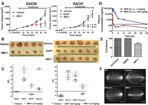 Figure 5. IMR-1 inhibits Notch-dependent tumor growth in patient-derived xenograft models, somite development in zebrafish, and is metabolized in vivo to yield IMR-1A. A, tumor volume over time upon treatment (treatment for 24 days) of two independently derived esophageal adenocarcinoma PDX models (EAC29 and EAC47) with DMSO (vehicle), IMR-1 (15 mg/kg; EAC29, left), or DAPT (20 mg/kg; EAC47, right). Treatment was initiated on day 2 following transplantation of cells. Data are displayed as averages (EAC29, n = 5; EAC47 n = 6) and standard error of the mean. Unpaired two-tailed t-test was used to determine significance (**, P = 0.01). B, size of excised tumors. C, RT-qPCR analysis of Notch target genes (HeyL, Hes1, and Notch3) from excised tumors. TBP (left) and HPRT (right) are used as internal controls and display no change in expression upon treatment. D, plasma pharmacokinetic profile determined for the acid metabolite of IMR-1, IMR-1A, upon intravenous (2 mg/kg) and intraperitoneal (100 mg/kg) treatment of mice with IMR-1. The dashed line represents efficacy line considering an IC50 of 500 nmol/L. E, percentage of embryos with somites. **, P < 0.0001 by Fisher exact test between both untreated and drug-treated embryos and DMSO and drug-treated embryos. F, somite formation in zebrafish is sensitive to perturbations in Notch signaling. Coronal view of 13 hpf zebrafish exposed to IMR-1 at 8 hpf. Anterior to the left. Arrowheads, somites. Negative controls are WT (untreated) and vehicle (DMSO). Positive control is hNotch1 (human Notch1 intracellular domain) mRNA (100 pg)–injected embryos. Scale bar represents 0.1 mm.
