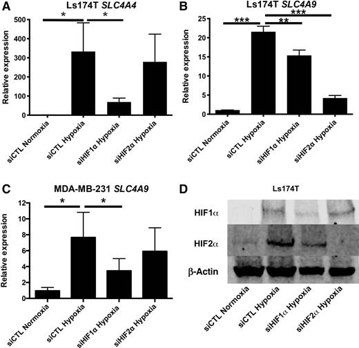 Figure 2. Hypoxic induction of SLC4A4 and SLC4A9 is regulated by HIF. The relative expression of SLC4A4 (A) and SLC4A9 (B and C) in normoxia and hypoxia (0.1% O2, 72 hours) after cells were transfected with control (siCTL), HIF1α (siHIF1α), or HIF2α (siHIF2α) siRNA. D, protein validation of siHIF1α and siHIF2α in Ls174T in hypoxia (0.1% O2, 72 hours). Error bars, SD. ***, P < 0.001; **, P < 0.01; *, P < 0.05; n = 3.