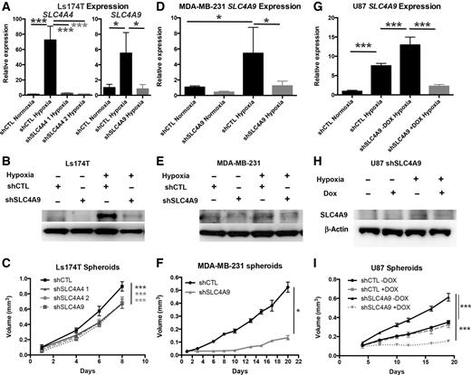 Figure 3. SLC4A4 and SLC4A9 knockdown reduce spheroid growth rate. A, D, and G, the expression of SLC4A4 and SLC4A9 in control (shCTL) and shRNA knockdown (shSLC4A4 1 and 2 in Ls174T and shSLC4A9 in Ls174T, MDA-MB-231, and U87, respectively) at 72 hours normoxia or hypoxia (0.1% oxygen). B, E, and H, the representative Western blots of SLC4A9 knockdown in control (shCTL) and shSLC4A9 knockdown cells (Ls174T, MDA-MB-231, and U87, respectively) at 72 hours normoxia or hypoxia (0.1% oxygen). C, F, and I, representative graphs of the effect of SLC4A4 or SLC4A9 knockdown on spheroid growth in Ls174T, MDA-MB-231, and U87, respectively. U87 have doxycycline (DOX)-inducible SLC4A9 knockdown. Error bars, SD. ***, P < 0.001; *, P < 0.05; n = 3.