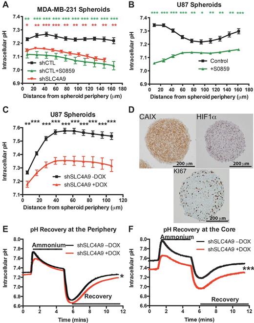 Figure 5. NDBTs regulate intracellular pH in 3D spheroids. Measurements of the intracellular pH of MDA-MB-231 (A) and U87 spheroids (B, C, E, and F). The intracellular pH is averaged in 10 concentric rings in the spheroid and data points for each concentric ring is shown in the middle of each ring. Effect of treatment with S0859 (100 μmol/L) for 1 hour on MDA-MB-231 (A) and U87 spheroids (B) and SLC4A9 knockdown on MDA-MB-231 (A) and U87 spheroids (C, E, and F). A–C, resting pH measurements. E and F, recovery of intracellular pH after ammonium prepulse. C, representative images of staining for CA9, HIF1α, and Ki67 (dark brown staining denotes positivity) of U87 spheroids. Scale bars, 200 μm. Error bars, SE. ***, P < 0.001; **, P < 0.01; P < 0.05; n = 20 (MDA-MB-231); n = 10–15 (U87).