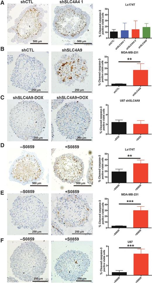 Figure 6. Knockdown or inhibition of NDBTs increases apoptosis in the core of spheroids. SLC4A9 knockdown increased cleaved caspase-3 positivity in MDA-MB-231 but not in Ls174T or U87 (A–C). SLC4A4 knockdown did not increase apoptosis in Ls174T (A). S0859 treatment increased cleaved caspase-3 positivity in Ls174T, MDA-MB-231, and U87 (D–F). Error bars, SD; ***, P > 0.001; **, P < 0.01; n = 3.