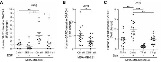 Figure 5. CTC persistence in mice injected with cancer cell lines modulated for ZEB1 or Snail expression. RT-nested qPCR for GAPDH performed on RNA extracted from lungs of BALB/c mice injected intravenously for 24 hours with MDA-MB-468 cells (treated or not with EGF; n = 10; A) or MDA-MB-231 (n = 16) transfected with Ctrl siRNA or ZEB1 siRNA (B) or MDA-MB-468 iSnail (treated or not with doxycycline) transfected with Ctrl siRNA or TF siRNA (n = 14; C). *, P < 0.05; **, P < 0.01; ***, P < 0.001. Dox, doxycycline.
