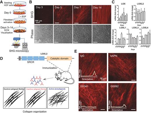 Figure 1. Identification of LOXL2 antibody interfering with ECM assembly. A, scheme illustrating the experimental setup for monitoring different stages in collagen assembly secreted by HDF cells using SHG microscopy. B, representative SHG (top) and bright-field (bottom) images of fibrillary collagen synthesized by HDF cells at various time points. C, qPCR analysis of gene-encoding members of the LOX family. Displayed are the average values ± SEM of three independent biologic replicates. D, schematic illustration of the screen assay. Mice were immunized with the catalytic domain (orange, residues 545–775) of the LOXL2 gene. Positive clones (active) were considered to be antibodies that caused misaligned collagen morphologies when supplemented to the HDF cells medium. E, representative SHG images of the screen results for the control polyclonal IgG antibody, βAPN, GS341, and GS092, which highlight GS341 as a potent antibody that interferes with ECM alignment. Representative fiber directionality analysis plots are overlaid on each SHG image depicting the frequency of fibers in a specific orientation.