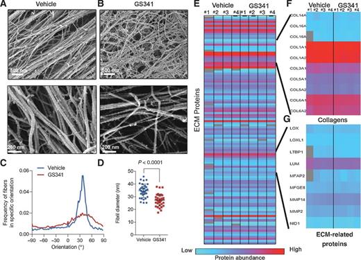 Figure 2. Anti-LOXL2 disrupts the orientation and thickness of fibrillary ECM proteins secreted by fibroblasts. A and B, SEM analysis of collagen fibril morphology upon treatment of HDF cells with GS341 reveals differences in fiber alignment and width. Shown are representative images of decellularized ECM samples at two different magnifications. C, fibril directionality analysis done by Fiji on the lower magnification representative images. D, fibril diameter measurements reveal a reduction in fibril average diameter due to treatment with GS341 (statistics are obtained from three independent biologic replicates using one-sided t test; the number of measured fibrils for diameter quantification was at least n = 80). E, global proteomic MS analyses of fibroblast cells and the synthesized ECM did not identify a statistically significant difference in total protein abundance upon treatments with GS341 (results obtained from quadruplets). Scale bar, relative protein abundance. F and G, magnification of the MS results regarding collagens and representative ECM-associated proteins in the samples.