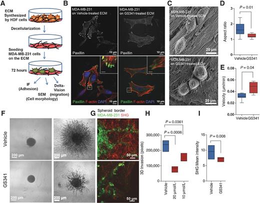 Figure 3. Disoriented ECM fibril organization disrupts cell invasion, adhesion, and migration. A, scheme illustrating the experimental setup for studying the effect of matrix properties on cancer cell behavior. MDA-MB-231 cells were seeded on decellularized ECMs synthesized by the HDF cells, and their adhesion, morphology, and migratory properties were assessed by different modalities. B, immunofluorescence staining for actin and paxillin in MDA-MB-231 cells seeded on ECM derived from control and GS341-treated HDF cells. C, representative SEM images of MDA-MB-231 cells seeded on ECM derived from control and GS341-treated HDF cells showing a change in cancer cell morphology. D, aspect ratios of MDA-MB-231 cell bodies demonstrate a reduction when seeded on GS341-treated matrices (statistics were obtained from three independent biologic replicates using one-sided t test; the number of measured cells was at least n = 10). E, cell velocity on the misaligned ECM derived from the GS341-treated cells was increased compared with movement of native ECM. F and H, GS341 inhibits the invasion of MDA-MB-231 cells in a dose-dependent manner in a 3D spheroid invasion assay. G and I, SHG imaging at the spheroid border demonstrates a reduction in collagen signal intensity upon treatment with GS341. Displayed are the average values ± SEM.