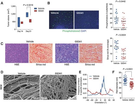 Figure 4. Perturbation of collagen fiber linearization decreases tumor growth. A, quantification of tumor volume of vehicle or GS341 (30 mg/kg, twice weekly)-treated mice. Displayed are the average values ± SEM, at least n = 5 mice per group. B, immunofluorescence staining of paraffin tumor sections for phosphohistone h3. Statistics were obtained from 3 mice per group; the number of cells quantified was at least n = 10. C, hematoxylin and eosin (H&E) staining of tumor paraffin sections shows relaxation of the tumor scaffold following treatment with GS341. Sirius red staining of tumor sections depicts a reduction in crosslinked collagen upon treatment with GS341. Right, quantitative analysis. D–F, SEM analysis of tumor collagen fibril morphology and quantification of fibril directionality (statistics were obtained from 3 mice per group; the number of measured fibrils for diameter quantification was at least n = 80).