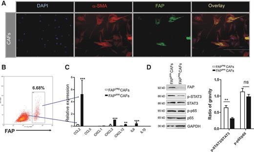 FAP Promotes Immunosuppression By Cancer Associated Fibroblasts In The fap-promotes-immunosuppression-by-cancer-associated-fibroblasts-in-the