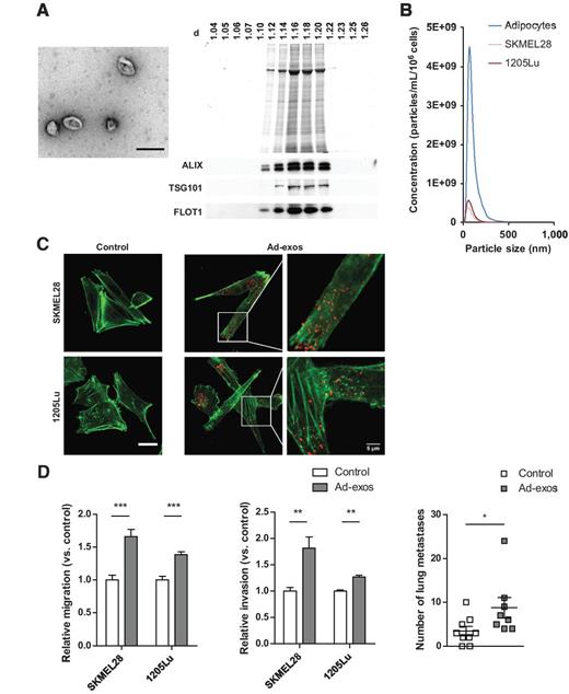 Figure 1. Adipocytes secrete exosomes that promote melanoma migration and invasion. A, left, 3T3-F442A ad-exos viewed by electron microscopy (scale bar, 200 nm); right, ad-exos isolated on a sucrose density gradient analyzed by silver staining or Western blotting. d, density. B, NanoSight analysis of exosomes isolated from 3T3-F442A or melanoma cell–conditioned medium. One representative analysis for each line is shown. C, labeled ad-exos (red) were incubated with the indicated melanoma cells. Actin was stained using phalloidin (green; scale bar, 20 μm). D, left and middle, migration or invasion assays of melanoma lines incubated or not with ad-exos; right, number of lung metastases per mouse intravenously injected with GFP-SKMEL28 cells treated or not with ad-exos (control, n = 9; ad-exos, n = 8). *, P < 0.05; **, P < 0.01; ***, P < 0.001.