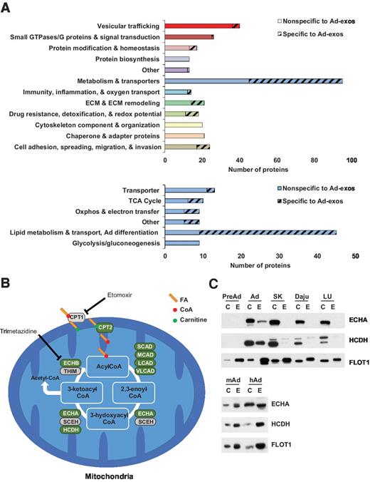 Figure 2. Ad-exos specifically carry proteins implicated in FAO. A, top, distribution of ad-exo proteins into functional groups; bottom, classification of proteins implicated in “metabolism and transporters” into subcategories. Hatching indicates proteins specific to ad-exos. ECM, extracellular matrix; TCA, tricarboxylic acid. B, schematic representation of FAO. Ad-exo proteins are framed in green. Etomoxir and trimetazidine targets are indicated. FA, fatty acid; CoA, coenzyme A. C, Western blot analysis of whole-cell lysate (C) and exosomes (E). FLOT1 was used as an exosomal marker. PreAd, preadipocytes; Ad, 3T3-F442A adipocytes; SK, SKMEL28; LU, 1205Lu; mAd/hAd, murine/human primary subcutaneous adipocytes.