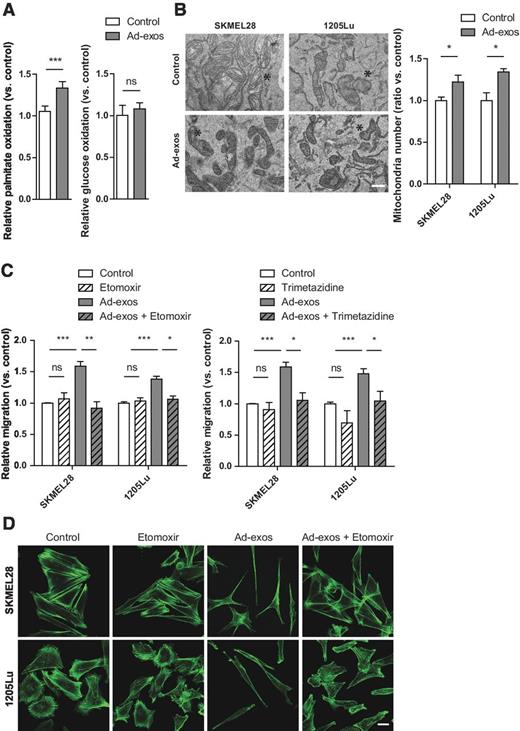 Figure 3. Ad-exos promote melanoma migration through metabolic reprogramming. Melanoma lines were incubated or not with ad-exos. A, 14C palmitate (left) and 14C glucose (right) oxidation analysis in SKMEL28 cells. ns, nonsignificant. B, left, representative transmission electron micrograph of mitochondria (*) in melanoma cells (scale bar, 500 nm); right, quantification of these organelles. C and D, when indicated, etomoxir and trimetazidine were added. C, migration assays. D, actin staining (green) using phalloidin (scale bar, 20 μm). *, P < 0.05; **, P < 0.01; ***, P < 0.001. ns, nonsignificant.