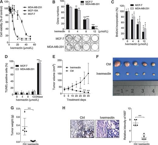 Figure 1. Ivermectin inhibits the growth of breast cancer cells. A, ivermectin inhibited breast cancer cell viability. Cell viability was measured by the MTT assay in MCF-7, MDA-MB-231, and MCF-10A cells treated with the indicated concentrations of ivermectin for 24 hours. B, ivermectin suppressed colony formation in breast cancer cells. Cells were cultured in the indicated concentrations of ivermectin for 10 days. C, ivermectin inhibited breast cancer cell proliferation measured by BrdUrd labeling. Cells were treated as in A. D, the apoptosis rate was assessed by TUNEL assay. Cells were treated as in A. The TUNEL-positive cells were counted from at least 100 random fields. DNase, positive control. **, P < 0.01; ***, P < 0.001. E–H, NOD-SCID mice were inoculated with MDA-MB-231-GFP cells and treated with ivermectin or vehicle. Tumor volumes were measured at indicated time points (E). Photograph of isolated tumors derived from control or ivermectin-treated mice (F). Tumor weights at time of sacrifice (G). Ki67 expression in tumor xenografts was examined by IHC (H). Representative images were provided as indicated. ***, P < 0.001; Scale bars, 20 μm.