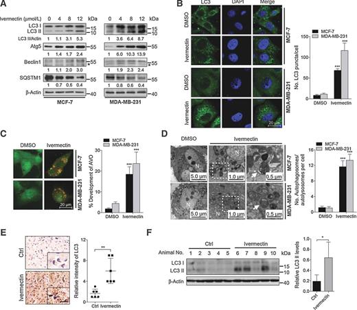 Figure 2. Ivermectin induces autophagy in breast cancer cells. A, immunoblot analysis of LC3, Atg5, Beclin 1, and SQSTM1 in cells treated with the indicated concentrations of ivermectin for 24 hours. *, nonspecific band. B, left, the formation of endogenous LC3 puncta in cells treated with DMSO or 8 μmol/L ivermectin for 24 hours. Right, total number of endogenous LC3 puncta per cell. C, left, autophagy measured by acridine orange staining of cells treated as in B. Right, total number of acidic vesicular organelles (AVO) per cell. D, left, autophagy measured by transmission electron microscopy in cells treated as in B. N, nucleus. Arrows, autophagosomes/autolysosomes. Right, total number of autophagosomes per cell. **, P < 0.01; ***, P < 0.001. E, LC3 expression in orthotopic xenografts was examined by IHC. Representative images were provided as indicated. ***, P < 0.001. Scale bars, 20 μm. F, left, orthotopic xenograft tissues were extracted to assess the levels of LC3-II by Western blot analysis. Right, densitometry quantification of the band intensities in F was carried out using ImageJ software and is presented as a percentage of relative densitometry normalized to actin.