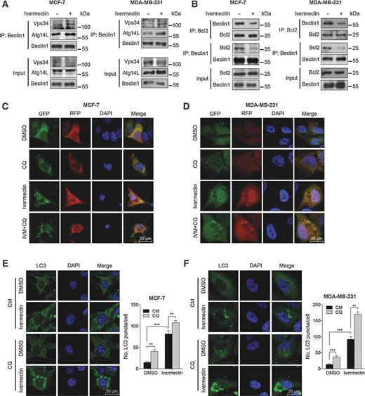 Figure 3. Ivermectin promotes autophagy flux in breast cells. A, interaction among Beclin 1, Atg14L, and Vps34 was determined by coimmunoprecipitation assay. B, interaction between Beclin 1 and Bcl-2 was determined by coimmunoprecipitation assay. C and D, cells were transiently transfected with an RFP-GFP tandem fluorescent-tagged LC3 (RFP-GFP-LC3). In addition, cells were treated with 8 μmol/L ivermectin (IVM) alone or in combination with 10 μmol/L chloroquine (CQ) for 24 hours. E and F, left, immunofluorescence analysis of endogenous LC3 puncta in cells treated as in C. Right, total number of endogenous LC3 puncta per cell. **, P < 0.01; ***, P < 0.001. Scale bars, 20 μm.