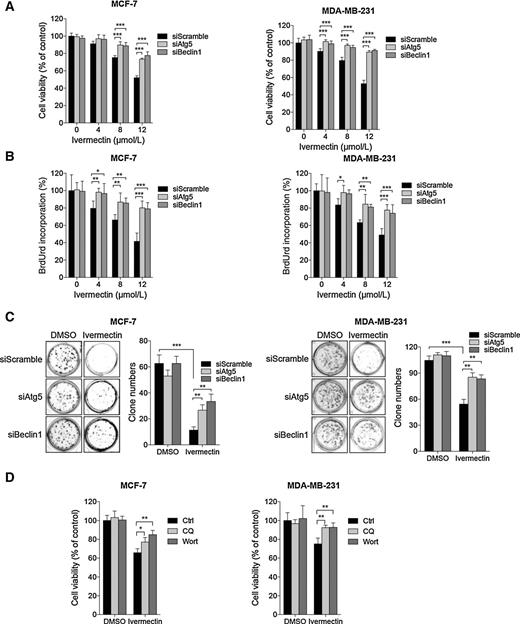 Figure 4. Inhibition of autophagy represses the antiproliferative effect of ivermectin in breast cancer cells. A–C, cells were transfected with siRNA against Atg5 or Beclin 1 or control (50 nmol/L) for 48 hours, and then treated with ivermectin at 8 μmol/L for another 24 hours. Proliferation rate was detected by MTT assay (A), BrdUrd labeling (B), and colony formation (C). D, cells were treated with DMSO, chloroquine (CQ), or wortamannin (Wort) in the presence or absence of ivermectin (8 μmol/L) for 24 hours, and then the proliferation rate was measured by MTT assay. *, P < 0.05; **, P < 0.01; ***, P < 0.001.