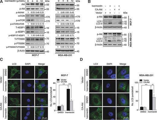 Figure 5. Ivermectin induces autophagy by repressing the Akt/mTOR pathway in breast cancer cells. A, immunoblot analysis of phosphorylation of Akt (S473), mTOR (S2448), p70S6K (S424/T421), and 4EBP1 (S65/T70) in cells treated with the indicated concentrations of ivermectin for 24 hours. Total Akt, mTOR, p70S6K, and 4EBP1 expression was used as the internal control, respectively. B, cells were transfected with an empty vector (pECE) or with a constitutively active CA-Akt for 48 hours, and then cells were treated with 8 μmol/L ivermectin for another 24 hours. Akt and mTOR phosphorylation, and LC3 lipidation were determined by immunoblotting. C and D, left, the formation of endogenous LC3 puncta was assessed in cells treated as in B. Right, total number of endogenous LC3 puncta per cell. **, P < 0.01; ***, P < 0.001. Scale bars, 20 mm.