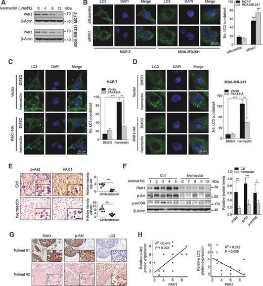 Figure 6. Ivermectin induces autophagy through downregulation of PAK1 in breast cancer cells. A, immunoblot analysis of PAK1 protein expression in cells treated with the indicated concentrations of ivermectin for 24 hours. B, left, the formation of endogenous LC3 puncta was analyzed in cells transfected with PAK1 siRNA or control (50 nmol/L) for 48 hours. Right, total number of endogenous LC3 puncta per cell. C and D, left, cells were transfected with an empty vector (pCDNA-3.1-HA) or with PAK1-HA for 48 hours, and then cells were treated with 8 μmol/L ivermectin for another 24 hours. The formation of endogenous LC3 puncta was analyzed by immunofluorescence. Right, total number of endogenous LC3 puncta per cell. **, P < 0.01; ***, P < 0.001. E, p-Akt and PAK1 expression in orthotopic xenografts was examined by IHC. Scale bars, 20 μm. F, orthotopic xenograft tissues were extracted to assess the levels of p-Akt, p-mTOR, and PAK1 by Western blot analysis. Densitometry quantification of the band intensities in Fig. 6F was carried out using ImageJ software and is shown as a percentage of relative densitometry normalized to actin. G, immunohistochemical analyses of PAK1, p-Akt, and LC3 expression in breast cancer tissues. Scale bars, 20 μm. H, correlation of immunostaining intensity between PAK1 and p-Akt or LC3, respectively.