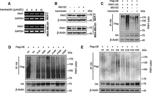 Figure 7. Ivermectin promotes ubiquitin degradation of PAK1. A, PAK1 mRNA expression in cells treated with the indicated concentrations of ivermectin for 24 hours was evaluated by RT-PCR. B, immunoblot analysis of PAK1 expression in cells treated with 8 μmol/L ivermectin alone or pretreatment with MG132 (10 μmol/L, 2 hours) for 24 hours. C, immunoprecipitation (IP)–Western blots showing the ubiquitination of PAK1 after ivermectin treatment. HEK 293T cells were cotransfected with PAK1-HA and Flag-tagged ubiquitin. D, HEK 293T cells were cotransfected with Flag-tagged ubiquitin and PAK1-HA (wild-type, WT; knockout, KO; K11R; K29R; K39R; K148R; K162R; K256R). E, HEK 293T cells were cotransfected with Flag-tagged ubiquitin and PAK1-HA (WT; KO; Lys11, Lys29, Lys39, Lys148, Lys162, or Lys256 only) as indicated.