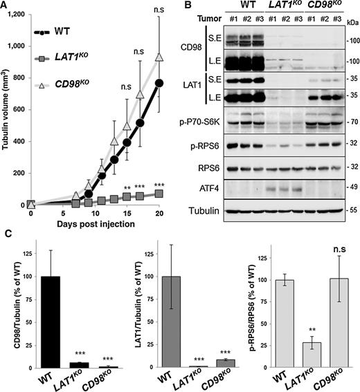 Figure 6. LAT1 is essential for tumor growth in vivo. A, tumor volumes of nude mice injected subcutaneously with LS174T WT, LAT1KO, and CD98KO cells revealed dramatic inhibition of tumor growth with LAT1 knockout. B, protein levels of LAT1, CD98, and the two AA-sensing pathways GCN2 (ATF4) and mTORC1 (S6K and RPS6) were analyzed by immunoblotting in three independent tumors from each LS174T-derived cell line (WT, LAT1KO, and CD98KO). Tubulin acted as a protein-loading control. SE, short exposition; LE, long exposition. C, quantification of LAT1, CD98 expression, and mTORC1 activity (p-RPS6/RPS6 ratio, right) in tumors from each LS174T-derived cell line (WT, LAT1KO, and CD98KO). **, P < 0.01; ***, P < 0.001. n.s, not significant.