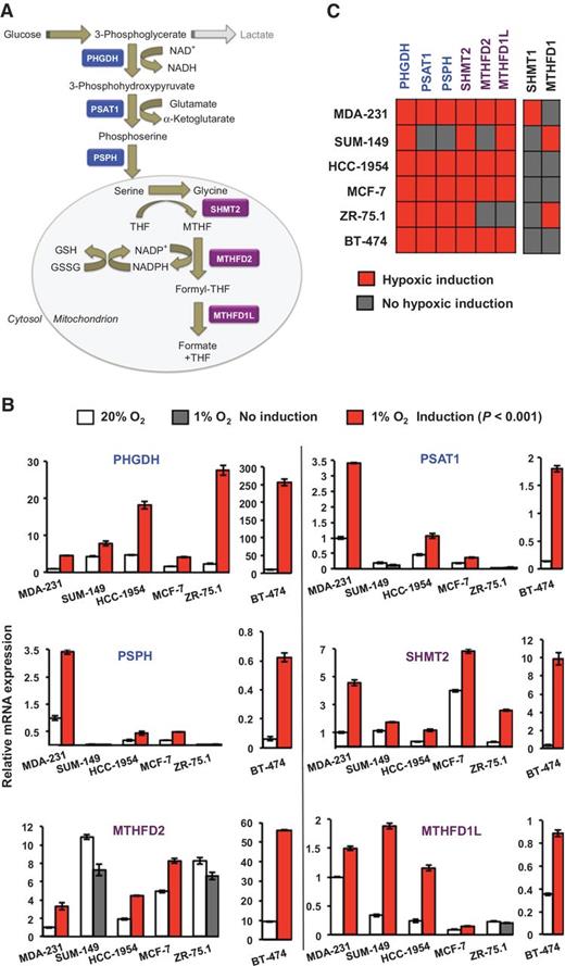 Figure 1. Hypoxia induces expression of mRNAs encoding SSP and mito1CM enzymes. A, enzymatic reactions. Glucose-derived 3-phosphoglycerate is metabolized to glycine and NADP+ is reduced to NADPH through the activity of SSP (blue) and mito1CM (purple) enzymes. B, mRNA expression. Breast cancer cell lines were exposed to 20% or 1% O2 for 24 hours and expression of mRNAs encoding SSP and 1CM enzymes were analyzed by RT-qPCR. The expression of each mRNA was quantified relative to 18S rRNA and then normalized to the result obtained from MDA-MB-231 (MDA-231) cells at 20% O2 (mean ± SEM; n = 3). C, summary of mRNA expression data (columns) in breast cancer cell lines (rows). Red, significantly increased expression at 1% as compared to 20% O2 (P < 0.001; Student t test); gray, no induction at 1% O2.