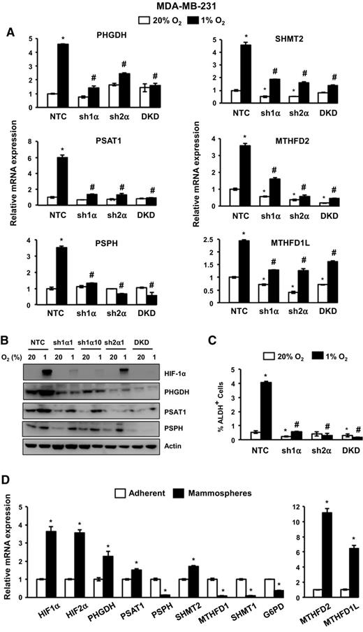 Figure 2. SSP and mito1CM expression is HIF-dependent and increased in BCSCs. A, analysis of mRNA expression in MDA-MB-231 subclones, which expressed a non-targeting control shRNA (NTC) or shRNA targeting HIF-1α (sh1α), HIF-2α (sh2α), or both HIF-1α and HIF-2α (DKD), and were exposed to 20% or 1% O2 for 24 hours. Data were normalized to NTC at 20% O2 (mean ± SEM; n = 3). *, P < 0.01 versus NTC at 20% O2; #, P < 0.001 versus NTC at 1% O2. B, immunoblot assays of lysates prepared from MDA-MB-231 subclones, which were exposed to 20% or 1% O2 for 48 hours. C, Aldefluor assay of MDA-MB-231 subclones exposed to 20% or 1% O2 for 72 hours. The percentage of cells expressing aldehyde dehydrogenase (ALDH+) was determined (mean ± SEM; n = 3). *, P < 0.05 versus NTC at 20% O2; #, P < 0.01 versus NTC at 1% O2. D, analysis of gene expression in adherent monolayers and mammospheres. MDA-MB-231 cells were cultured on standard or ultra-low adherence plates for 7 days in 20% O2 and adherent cells and mammospheres, respectively, were harvested for RT-qPCR analyses. Results were normalized to adherent cells (mean ± SEM; n = 3). *, P < 0.001 versus adherent cells (Student t test).