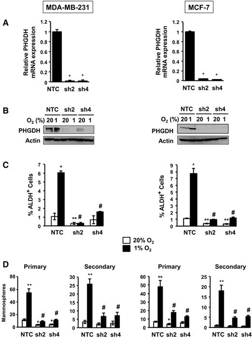 Figure 3. Decreased PHGDH expression and hypoxia-induced BCSC enrichment in knockdown subclones. A and B, analysis of PHGDH expression. Subclones of MDA-MB-231 (left) and MCF-7 (right) expressing NTC shRNA or either of two different shRNAs targeting PHGDH (sh2 and sh4) were exposed to 20% or 1% O2 for 24 (A) or 48 (B) hours and analyzed for expression of PHGDH mRNA by RT-qPCR assay (A) and PHGDH protein by immunoblot assay (B). RNA data were normalized to NTC (mean ± SEM; n = 3). *, P < 0.001 versus NTC. C, Aldefluor assay. Subclones were exposed to 20% or 1% O2 for 72 hours and the percentage of ALDH+ cells was determined by flow cytometry (mean ± SEM; n = 3). *, P < 0.01; **, P < 0.001 versus NTC at 20% O2; #, P < 0.001 versus NTC at 1% O2. D, mammosphere assays. Subclones were exposed to 20% or 1% O2 for 72 hours, transferred to ultra-low attachment plates, and 7 days later the number of primary mammospheres per field was counted (mean ± SEM; n = 3). Primary mammospheres were collected, dissociated, transferred to ultra-low attachment plates, and secondary mammospheres were counted 7 days later (mean ± SEM; n = 3). *, P < 0.01; **, P < 0.001 versus NTC at 20% O2; #, P < 0.001 versus NTC at 1% O2.