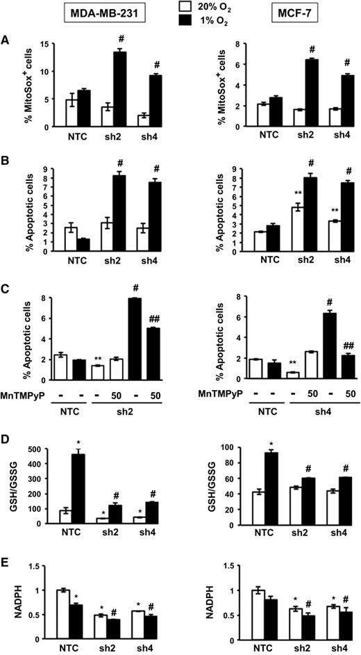 Figure 4. Effect of PHGDH knockdown on redox homeostasis and cell survival. A, analysis of mitochondrial ROS production. MDA-MB-231 (left) and MCF-7 (right) subclones were exposed to 20% or 1% O2 for 72 hours and the percentage of cells positive for MitoSOX Red fluorescence was determined by flow cytometry (mean ± SEM; n = 3). #, P < 0.001 versus NTC at 1% O2. B, analysis of apoptosis. The subclones were exposed to 20% or 1% O2 for 72 hours and the percentage of Annexin V+ and 7-AAD− apoptotic cells was determined (mean ± SEM; n = 3). **, P < 0.001 versus NTC at 20% O2; #P < 0.001 versus NTC at 1% O2. C, rescue by ROS scavenger. The subclones were exposed to 20% or 1% O2 in the presence or absence of 50 μmol/L MnTMPyP for 72 hours and the percentage of Annexin V+/7-AAD− apoptotic cells was determined (mean ± SEM; n = 3). **, P < 0.001 versus NTC at 20% O2; #, P < 0.001 versus NTC at 1% O2; ##, P < 0.001 versus no MnTMPyP. D and E, subclones were exposed to 20% or 1% O2 for 72 hours and the GSH/GSSG ratio (D) and NADPH levels (E) were measured and normalized to NTC at 20% O2 (mean ± SEM; n = 3). *, P < 0.01 versus NTC at 20% O2; #, P < 0.001 versus NTC at 1% O2.