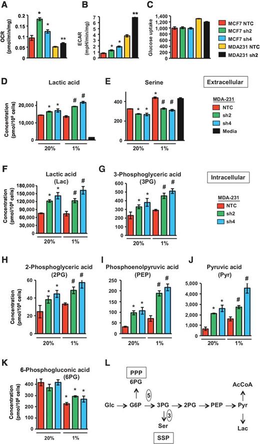 Figure 5. Metabolic consequences of PHGDH knockdown. A and B, measurement of oxygen consumption rate (OCR) and extracellular acidification rate (ECAR). OCR (A; mean ± SEM; n = 3) and ECAR (B; mean ± SEM; n = 3) were measured in MCF-7 and MDA-MB-231 subclones incubated at 20% O2 for 72 hours. *, P < 0.001 versus MCF-7 NTC; **, P < 0.001 versus MDA-MB-231 NTC. C, analysis of glucose uptake. Subclones cultured under 20% O2 were stained with 150 μmol/L 2-[N-(7-nitrobenz-2-oxa-1,3-diazol-4-yl) amino]-2-deoxy-D-glucose and the mean fluorescence intensity was determined by flow cytometry (mean ± SEM; n = 3). D–K, metabolomic data. MDA-MB-231 subclones were exposed to 20% or 1% O2 for 72 hours and the absolute concentrations of extracellular (D and E) and intracellular (F–K) metabolites were determined by MS using reference standards (mean ± SEM; n = 3). *, P < 0.001 versus NTC at 20% O2; #, P < 0.001 versus NTC at 1% O2. L, glucose (Glc) metabolic pathways. Embden–Meyerhof (main) pathway, pentose phosphate pathway (PPP; only first reaction is shown), and serine synthesis pathway (SSP) are shown in abbreviated form that omits the five enzymatic reactions between glucose-6-phosphate (G6P) and 3PG, and the three reactions between 3PG and Ser.