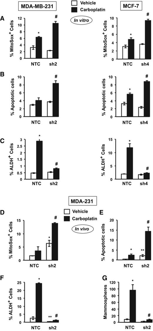 Figure 6. Effect of PHGDH knockdown on the response to chemotherapy. A–C, response to chemotherapy in vitro. MDA-MB-231 (left) and MCF-7 (right) subclones were exposed to vehicle or carboplatin for 72 hours at IC50 (75 μmol/L for MDA-MB-231 and 200 μmol/L for MCF-7) and the percentage of MitoSOX+ (A), apoptotic (B), and ALDH+ (C) cells was determined (mean ± SEM; n = 3). *, P < 0.01 versus NTC at 20% O2; #, P < 0.001 vs. NTC at 1% O2. D–G, response to chemotherapy in vivo. MDA-MB-231 subclones were implanted into the mammary fat pad of female NSG mice. When tumor volume reached 200 mm3 (day 0), the mice were randomly assigned to receive intraperitoneal injections of saline (Vehicle) or carboplatin (15 mg/kg) on days 0, 5, and 10. Tumors were harvested on day 13, and samples were analyzed for the percentage of MitoSOX+ (D), apoptotic (E), and ALDH+ (F) cells and the number of mammosphere-forming cells (G). Data are presented as mean ± SEM (n = 3). *, P < 0.01; **, P < 0.05, versus vehicle-treated NTC; #, P < 0.01 versus carboplatin-treated NTC.