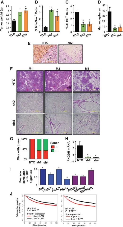 Figure 7. Effect of PHGDH knockdown on orthotopic tumor initiation and metastasis, and clinical correlates. A–F, analysis of primary tumors and metastases. MDA-MB-231 subclones (2 × 106 cells) were implanted in the MFP of female NSG mice. After 35 days, the tumors and lungs were harvested. Tumor mass was determined (A) and tumor tissue was dissociated for analysis of MitoSOX+ (B), ALDH+ (C), and mammosphere-forming (D) cells (mean ± SEM, n = 3). *, P < 0.01 versus NTC. Tumor tissue was sectioned for PHGDH IHC (E; scale bar, 200 μm; N, necrosis). Lung sections (2 × 2 mm) were stained with hematoxylin and eosin to identify metastasis in three mice (M1, M2, M3), each bearing 1,000-mm3 tumors derived from NTC or PHGDH knockdown cells (F). G and H, analysis of tumor-initiating capacity. MDA-MB-231 subclones were implanted in the MFP of female SCID mice (1 × 103 cells per mouse, 7 mice per subclone). Mice were scored for palpable tumors after 71 days. *, P < 0.05 vs. NTC, χ2 test (G). RNA was extracted from those tumors that formed, PHGDH mRNA levels were determined, and results were normalized to NTC (mean ± SEM; n = 3); *, P < 0.01 versus NTC (H). I, analysis of gene expression data from human primary breast cancers. Pearson correlation test was performed to compare expression of the HIF signature with expression of the six SSP/mito1CM mRNAs in aggregate (S1C) or individually using data from 1,215 breast cancer samples. *, P < 0.0001, two-tailed t test. J, correlation of gene expression with patient mortality. Kaplan–Meier analyses of relapse-free survival over ten years were performed using data for 3,554 breast cancer patients, who were stratified by PHGDH (left) or S1C (right) mRNA expression levels in the primary tumor, which were greater (red) or less (black) than the median level. The hazard ratio (HR) and P value (log-rank test) for each comparison are shown.