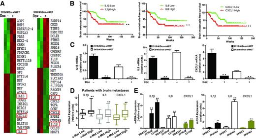 Figure 3. Knockdown of c-Met suppresses IL1β, IL8, and CXCL1 expressions in brain metastatic cells. A, heat maps were generated with the genes that were significantly upregulated or downregulated in the 231BrM/Dox/sh-c-Met and SKBrM3/Dox/sh-c-Met cells that were treated with or without doxycycline. B, brain metastasis-free survival analyses of IL1β, IL8, and CXCL1 in 710 breast cancer patients using the combined GEO databases (GSE12276, GSE2034, GSE2603, GSE5327, and GSE14020). Patients were divided into two groups based on the expression status of gene in their primary tumors. C, qRT-PCR analyses for IL1β, IL8, and CXCL1 of the indicated cells with or without the treatment of doxycycline. D, box whisker analyses of IL1β, IL8, and CXCL1 expressions in c-Metlow and c-Methigh groups of patients who developed brain metastases. E, mRNA levels of the indicated genes in the parental MDA231 (left) and SKBR3(right) cell lines and their brain metastatic variant cells (231BrM, 231HM, and SKBrM3).